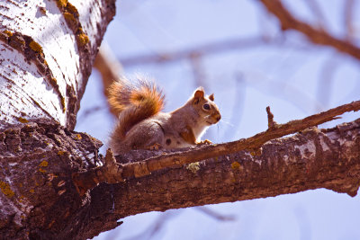 Red Squirrel