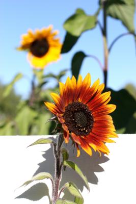 IMG_7572web.jpg