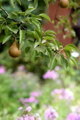 IMG_2244web.jpg