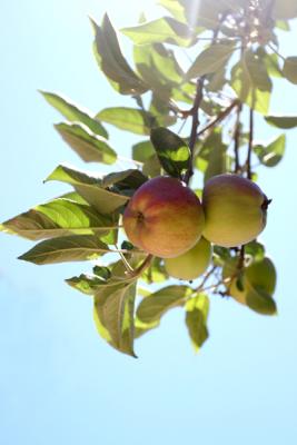 IMG_2376web.jpg