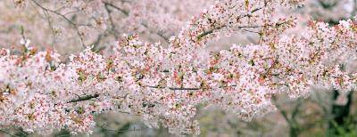Japan: Sakura Panorama