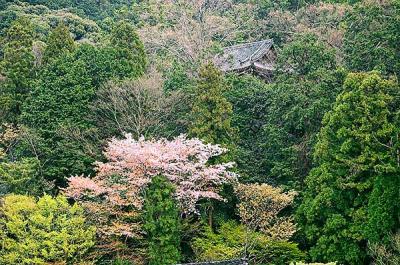 Mountain Sakura