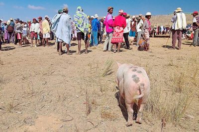 Pig market (near Ranomafana)