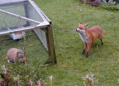 Urban_fox_and_rabbit.jpg