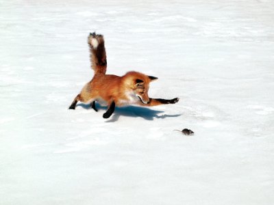 Fox Mouse.jpg