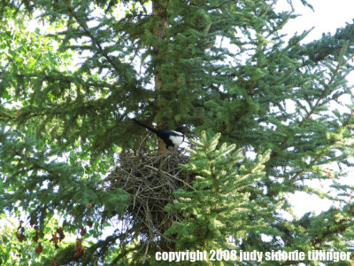 mabel's 15 magpie's nest