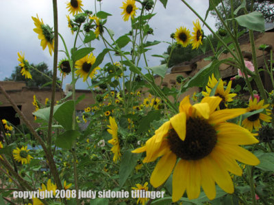 8 sunflowers rampant