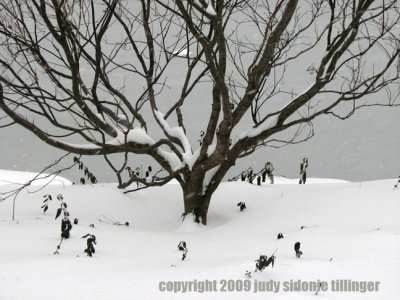 3.22 tree