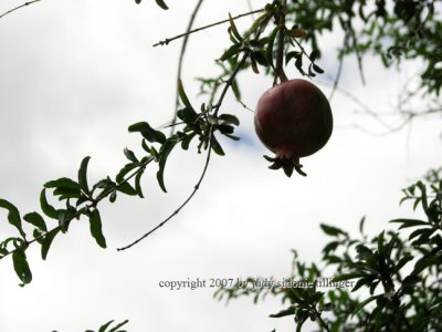 pomegranate