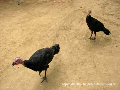 turkeys