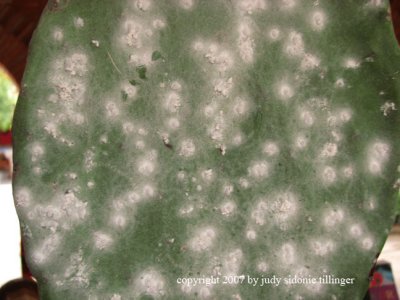 cochineal living on cactus