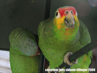 33008_am_chichi5 parrots