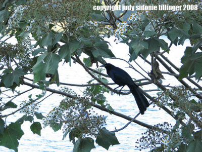 40308_am_lakeatitlan211 bird