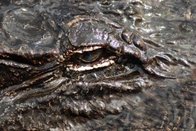 Alligator