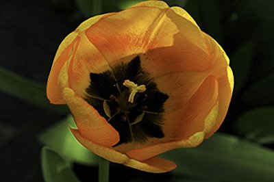 Tulipe