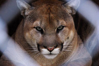 Cougar