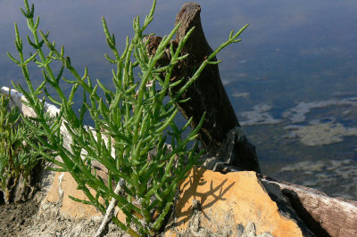 Salicorne