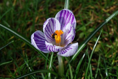 Crocus