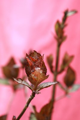 La vie en rose