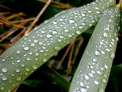 Apres la pluie