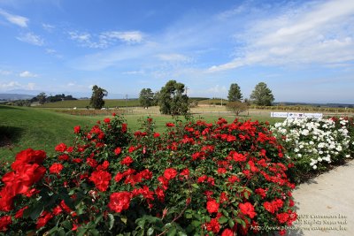 Balgownie Estate