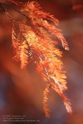 Autumnal Foliage