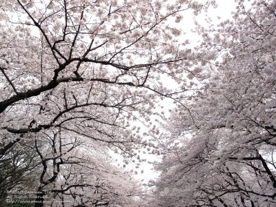 Canopy of Sakura