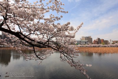 Sakura @ Ueno Park