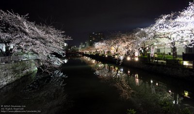 River Bank of Sakura