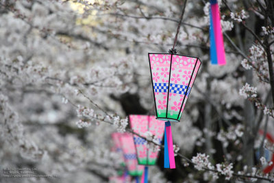 Pink Lantern 