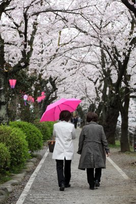A walk with the sakura