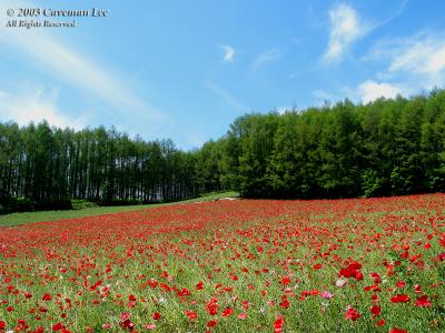 Hokkaido_Furano_10.jpg