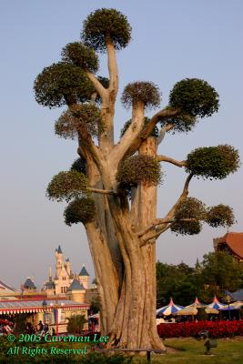 Disneyland Tree