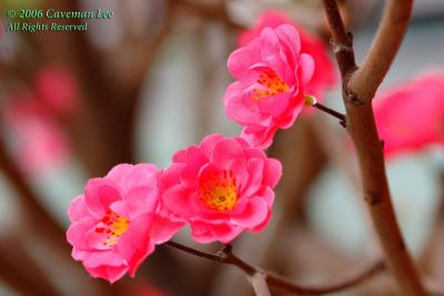 Decoration flowers