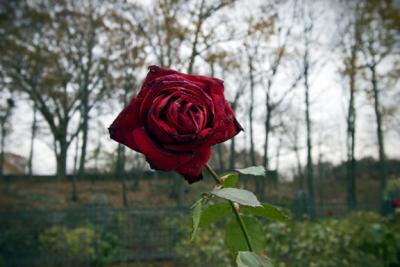 Last Rose Before Winter...