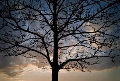 Cloud Tree