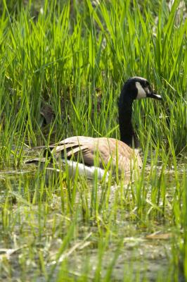 Goose-Grass.jpg
