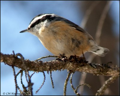 0849 Red-breasted Nuthatch.jpg