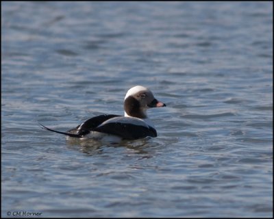 0582 Long-tailed Duck.jpg