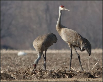 0622 Sandhill Cranes.jpg