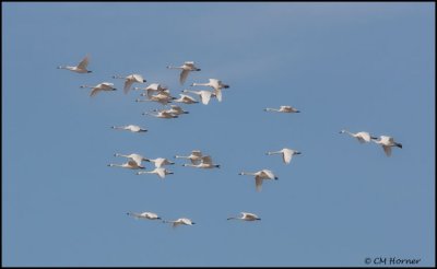 0641 Tundra Swans.jpg