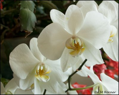 0739 Orchid.jpg