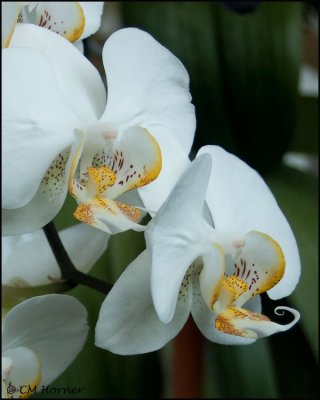 0750 Orchid.jpg