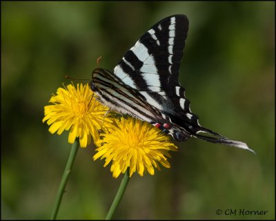 1734 Zebra Swallowtail summer form