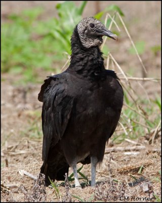 1797 Black Vulture.jpg