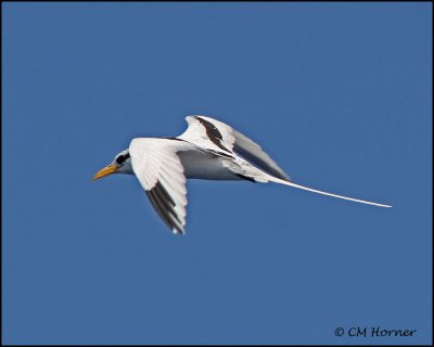 2200 White-tailed Tropicbird.jpg
