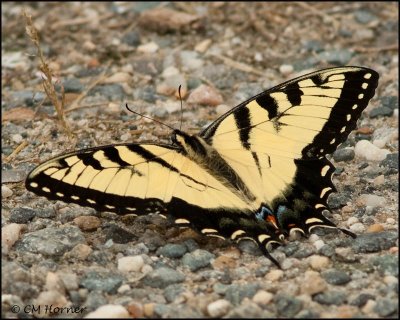 2702 Eastern Tiger Swallowtail.jpg