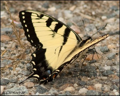 2703 Eastern Tiger Swallowtail.jpg