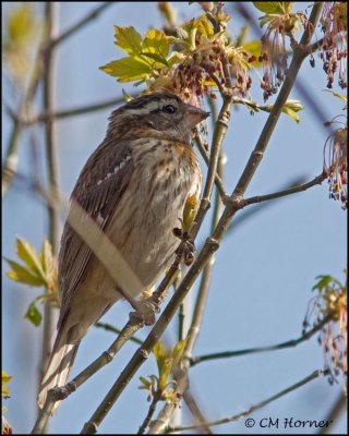 1169 Rose-breasted Grosbeak.jpg