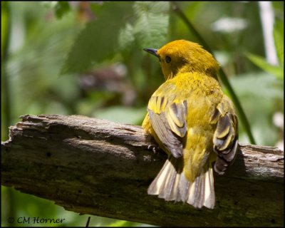 1371 Yellow Warbler.jpg